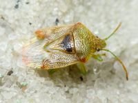 Elasmucha grisea