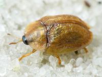 Hypocassida cornea