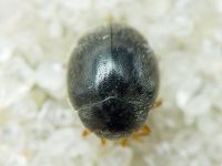Scymnus rubromaculatus