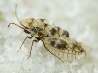 Galeatus sinuatus