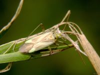 Adelphocoris lineolatus