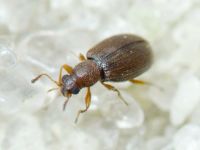 Cortinicara gibbosa