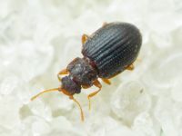 Latridius brevicollis