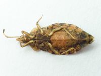 Aradus betulae