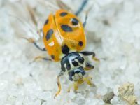 Hippodamia variegata