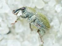 Sibinia (Sibinia) subelliptica