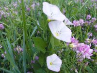 Convolvulus
