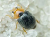Scymnus rubromaculatus