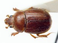 Ochodaeus chrysomeloides