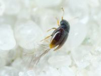 Ptiliidae