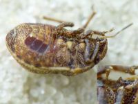 Psacasta (Cryptodontus) neglecta