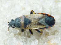 Heterogaster