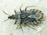 Aradus betulae