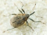 Mogulones raphani