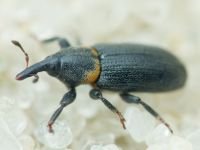 Mecinus collaris