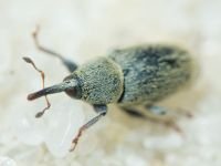 Sibinia (Sibinia) subelliptica
