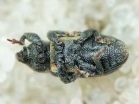 Mecinus collaris