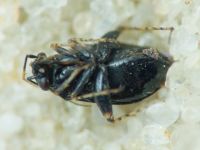 Chlamydatus pullus