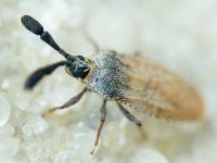 Copium teucrii