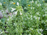 Stachys recta