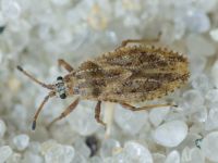Tingis (Tropidocheila) maculata