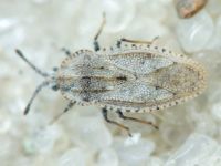 Tingis (Tingis) grisea