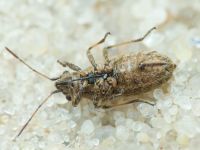 Ortholomus punctipennis