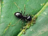 Lasius fuliginosus