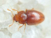 Mycetaea subterranea