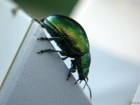 Chrysolina graminis