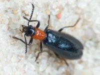 Tillus elongatus