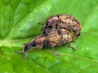 Hypera (Eririnomorphus) conmaculata