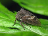 Centrotus cornutus