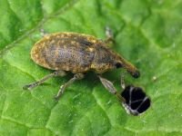 Larinus (Phyllonomeus) sturnus