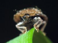 Cassida (Cassida) nebulosa