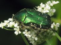 Cetonia aurata