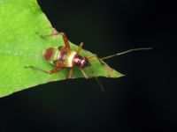 Closterotomus fulvomaculatus