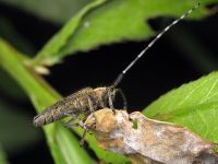 Agapanthia villosoviridescens