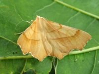 Ennomos quercinaria
