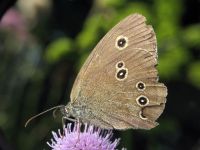 Aphantopus hyperantus