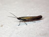 Coleophora spissicornis
