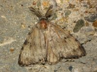 Lymantria dispar