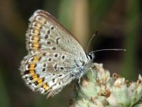 Plebejus argus