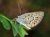 Plebejus argus