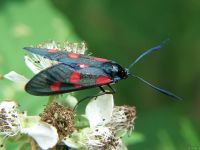 Zygaena lonicerae