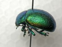 Chrysolina graminis