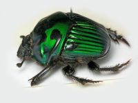 Oxysternon conspicillatum