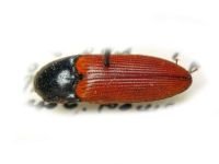 Ampedus (Ampedus) pomonae