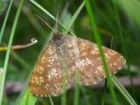 Ematurga atomaria