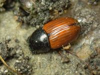 Aphodius (Aphodius) fimetarius